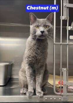 Chestnut -  Domestic Short Hair and Russian Blue Cat for Adoption in Montville, New Jersey - Chestnut | PetCurious