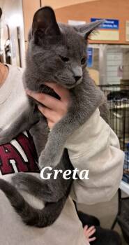 Rescue Domestic Medium Hair Cats for Adoption in Plattsburgh, New York - Greta | PetCurious