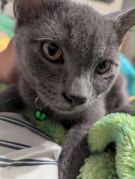 Milk Dud -  Domestic Short Hair Cat for Adoption in Overland Park, Kansas - Milk Dud | PetCurious