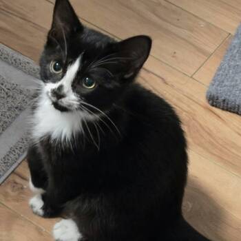 Chelsea - Loving Personality -  Domestic Short Hair Cat for Adoption in Hamilton, Ontario - Chelsea - Loving Personality | PetCurious