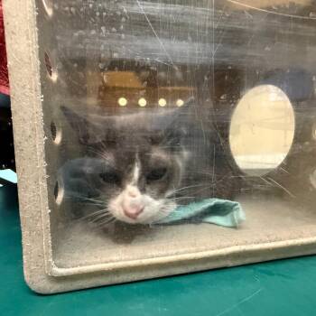 Domestic Short Hair Cats Available for Adoption in Pasadena, California - DK | PetCurious
