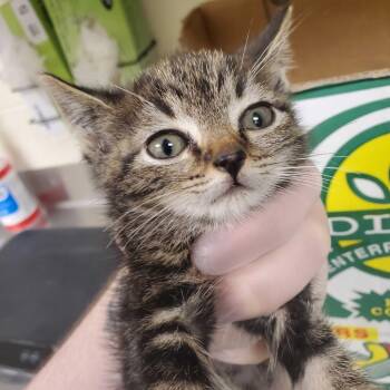 French Fry -  Domestic Short Hair Cat for Adoption in Asheville, North Carolina - French Fry | PetCurious