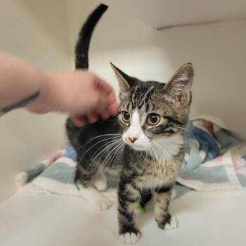 Angus -  Domestic Short Hair Cat for Adoption in Columbia, Missouri - Angus | PetCurious