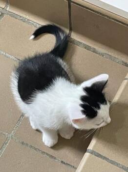 Yoda -  Domestic Short Hair Cat for Adoption in Westfield, New York - Yoda | PetCurious