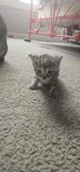Potato -  Domestic Short Hair Cat for Adoption in Fishers, Indiana - Potato | PetCurious