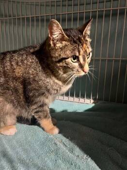 Erin -  Domestic Short Hair Cat for Adoption in Cleveland, Ohio - Erin | PetCurious