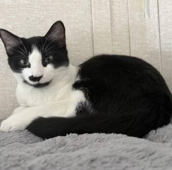 Sylvester -  Domestic Short Hair Cat for Adoption in Salem, New Hampshire - Sylvester | PetCurious
