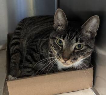 Apple Danish -  Domestic Short Hair Cat for Adoption - Apple Danish | PetCurious