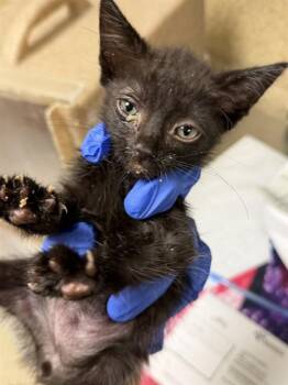 SECRET -  Domestic Short Hair Cat for Adoption in Riverside, California - SECRET | PetCurious
