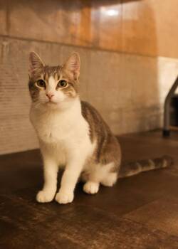 Tabby Cats Available for Adoption - Karo | PetCurious