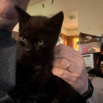 Male Black Kitten Willingham -  Domestic Short Hair Cat for Adoption in Woodstock, Virginia - Male Black Kitten Willingham | PetCurious