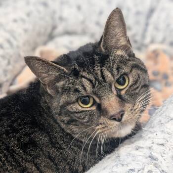 Steve -  Domestic Short Hair Cat for Adoption in Reno, Nevada - Steve | PetCurious