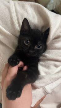 Rescue Domestic Short Hair Cats for Adoption in Camp Hill, Pennsylvania - Winnie | PetCurious