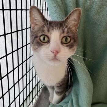 Stroud -  Domestic Short Hair Cat for Adoption in Chicago, Illinois - Stroud | PetCurious