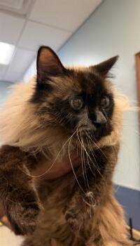 Siamese Cats Available for Adoption - FRANKIE | PetCurious