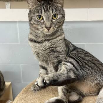 Rescue Domestic Short Hair Cats for Adoption in Angleton, Texas - Freddy | PetCurious