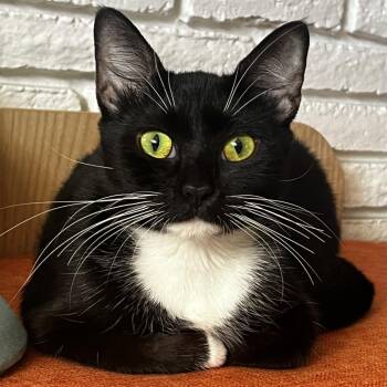 Lydia -  Domestic Short Hair Cat for Adoption in West Palm Beach, Florida - Lydia | PetCurious