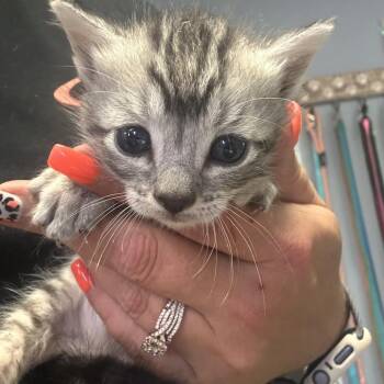 Leo -  Domestic Short Hair Cat for Adoption in Lake Jackson, Texas - Leo | PetCurious