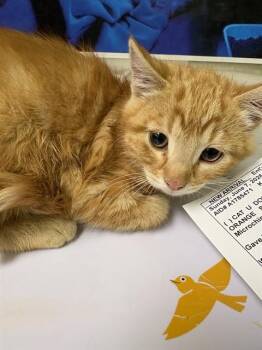 PALLAS -  Domestic Short Hair Cat for Adoption in Pueblo, Colorado - PALLAS | PetCurious