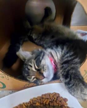 TIGER SHARK -  Domestic Medium Hair Cat for Adoption in St. Louis, Missouri - TIGER SHARK | PetCurious