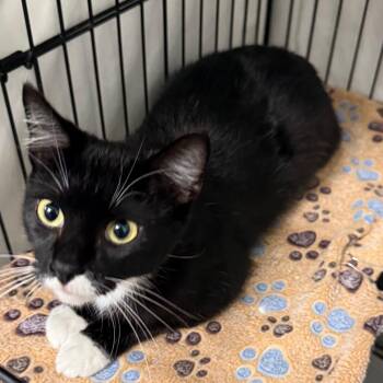 Taylor -  Domestic Short Hair Cat for Adoption in Normal, Illinois - Taylor | PetCurious