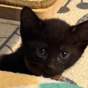 Domestic Short Hair Cats Available for Adoption in Riverwoods, Illinois - Four Cheese | PetCurious