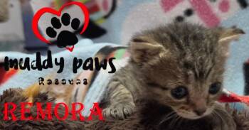Seablings:  Remora -  Domestic Short Hair Cat for Adoption in Council Bluffs, Iowa - Seablings:  Remora | PetCurious