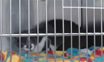 SYLVESTER -  Domestic Short Hair Cat for Adoption in Salinas, California - SYLVESTER | PetCurious