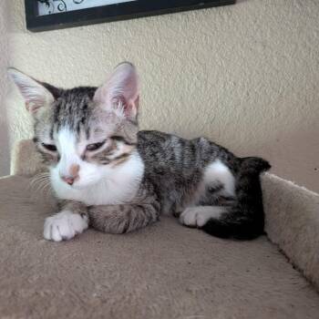 Dexter -  Domestic Short Hair Cat for Adoption in League City, Texas - Dexter | PetCurious