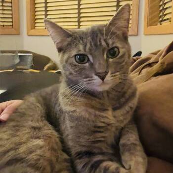 Domestic Short Hair Cats Available for Adoption - Miso C10903 | PetCurious