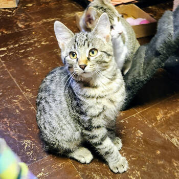 Rescue Domestic Short Hair Cats for Adoption in Saint Paul, Minnesota - Pyro | PetCurious