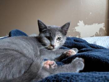 Bonnie -  Domestic Short Hair Cat for Adoption in Logan, Utah - Bonnie | PetCurious