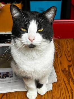 Domestic Short Hair Cats Available for Adoption - Ducktail | PetCurious