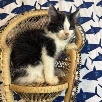 Real Madrid -  Domestic Medium Hair Cat for Adoption in Toms River, New Jersey - Real Madrid | PetCurious