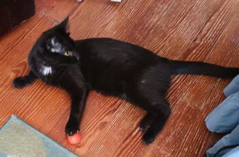 Rescue Domestic Short Hair Cats for Adoption in Philadelphia, Pennsylvania - Mia | PetCurious