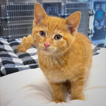 Domestic Short Hair Cats Available for Adoption in Hannibal, Missouri - Tarzan | PetCurious