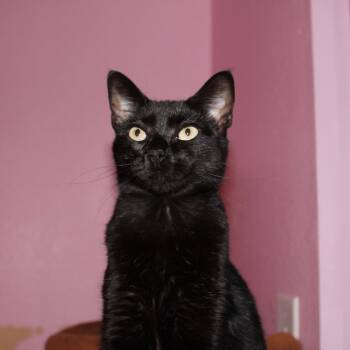 Rescue Bombay and Domestic Short Hair Cats for Adoption - Heidy Noir | PetCurious
