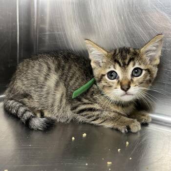 Woods -  Domestic Short Hair Cat for Adoption in Palm Springs, California - Woods | PetCurious