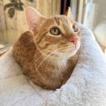 Melon (and Mango) -  Tabby Cat for Adoption in Fort Worth, Texas - Melon (and Mango) | PetCurious