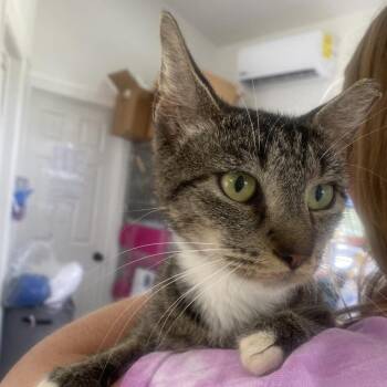 Destiny -  Domestic Short Hair Cat for Adoption in Chapel Hill, North Carolina - Destiny | PetCurious