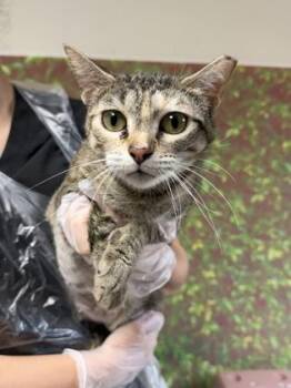 Domestic Short Hair Cats Available for Adoption in San Antonio, Texas - Gertrude | PetCurious