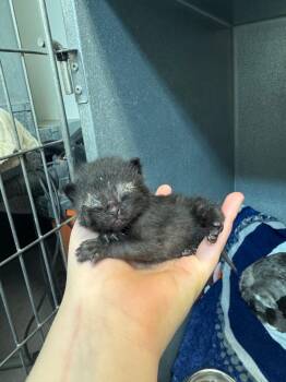 Domestic Short Hair Cats Available for Adoption in Winnipeg, Manitoba - Ryan Meow-ard | PetCurious