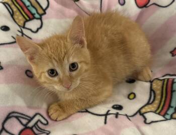 Jalapeno -  Domestic Medium Hair Cat for Adoption in Seaford, New York - Jalapeno | PetCurious