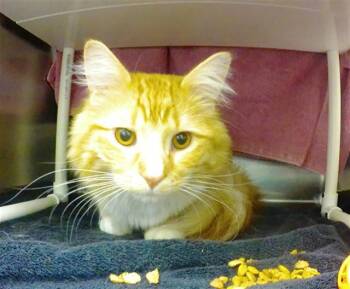 Domestic Long Hair and Domestic Short Hair Cats Available for Adoption - HOMER | PetCurious