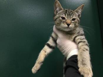 A1891992 -  Domestic Short Hair Cat for Adoption in Thousand Palms, California - A1891992 | PetCurious