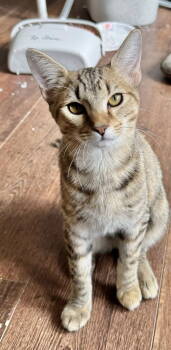 Rescue Domestic Short Hair Cats for Adoption in Wilmington, North Carolina - Duma | PetCurious