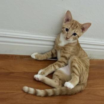 Millie - Chino Hills Location -  Domestic Short Hair Cat for Adoption in Chino Hills, California - Millie - Chino Hills Location | PetCurious