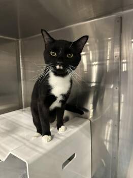 Domestic Short Hair Cats Available for Adoption in Nashville, Tennessee - William Henry | PetCurious