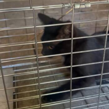 Thackery Binx -  Domestic Short Hair Cat for Adoption in New York, New York - Thackery Binx | PetCurious