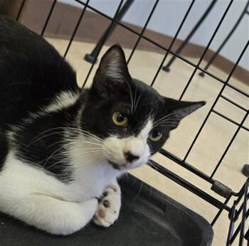 AIZEN -  Domestic Short Hair Cat for Adoption in Killeen, Texas - AIZEN | PetCurious